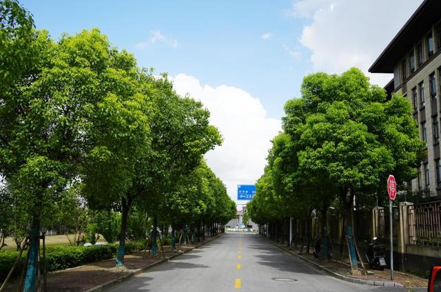 哇哦~这些道路竟都安装了“绿色空调”！