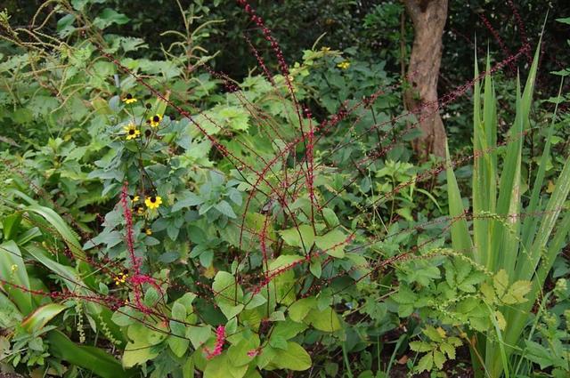 金线草类植物的种植与养护→