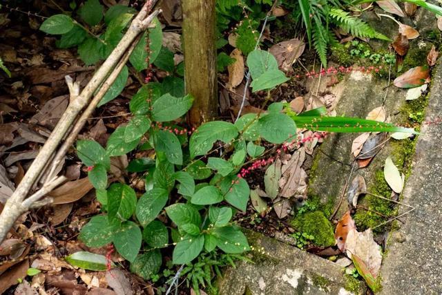 金线草类植物的种植与养护→