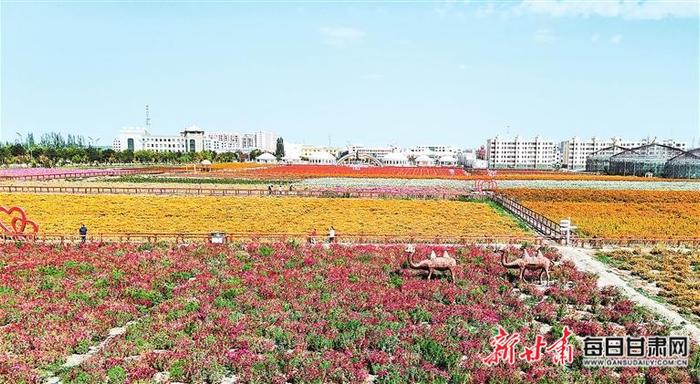 【图片新闻】肃北县“七彩花田·千亩花海”进入盛花期