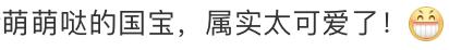 热闻｜游客偶遇野生熊猫秒变复读机！在这里，有个野生大熊猫“乐园”