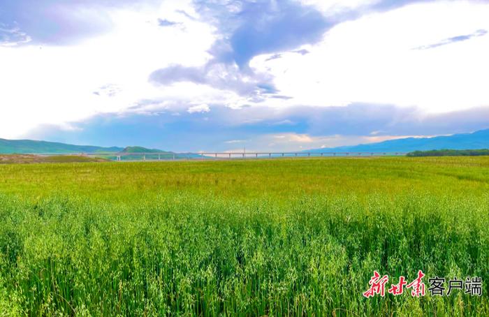 “不能让子孙后代看不见绿色！” ——玛曲县因地制宜实施山水林田湖草沙一体化保护和修复工程