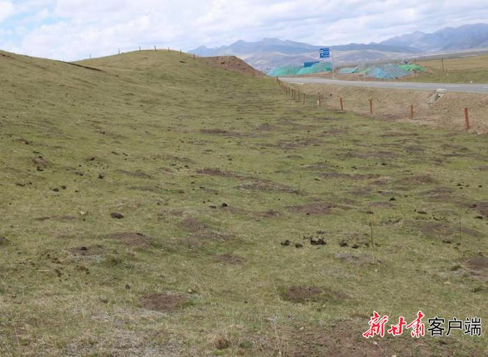 “不能让子孙后代看不见绿色！” ——玛曲县因地制宜实施山水林田湖草沙一体化保护和修复工程