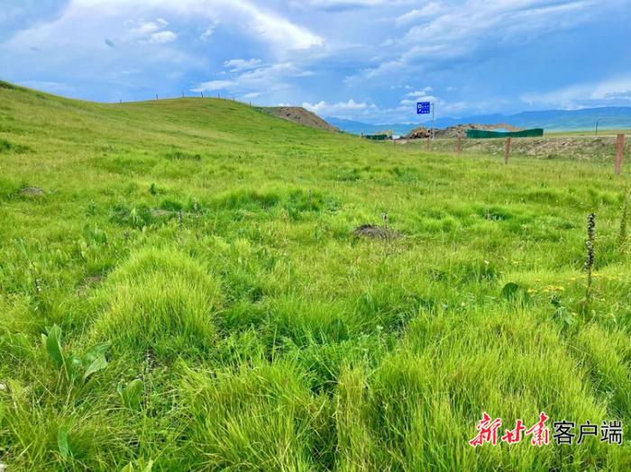 “不能让子孙后代看不见绿色！” ——玛曲县因地制宜实施山水林田湖草沙一体化保护和修复工程