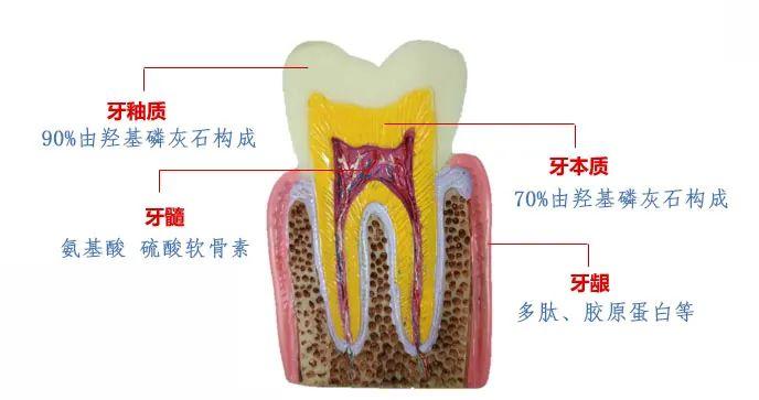 牙齿上裹层“膜”，竟能让牙齿再生，烂牙变好牙！家家都有这材料