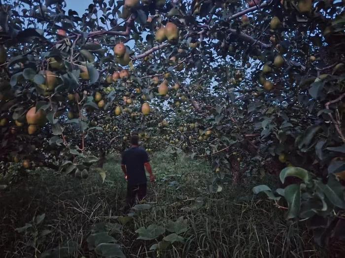 坐在梨树下吃梨，会更甜吗？