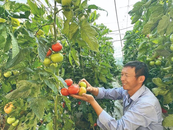 【巩固拓展脱贫攻坚成果同乡村振兴有效衔接·在希望的田野上】 蔬菜大棚好“丰”景