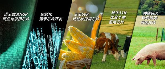 诺禾致源获中国科协"生物育种优秀解决方案" 奖