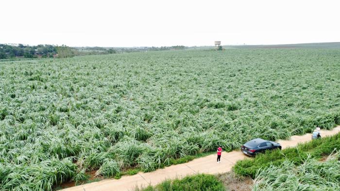 “摩羯”未走远！湛江甘蔗保险526万理赔已到账