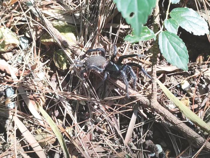 广西大明山保护区首次发现触形大疣蛛