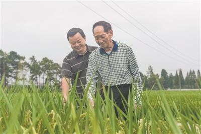 很想和他再道一声“教师节快乐”——回忆我的带培导师、中国工程院院士袁隆平