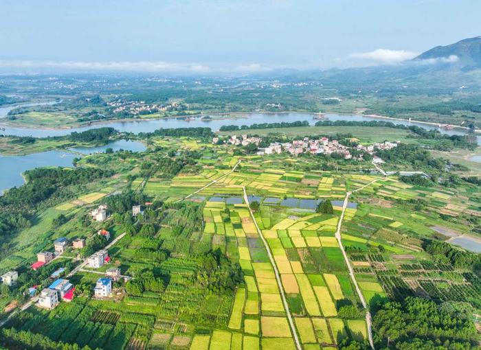 湖南道县：阡陌农田绘“丰”景