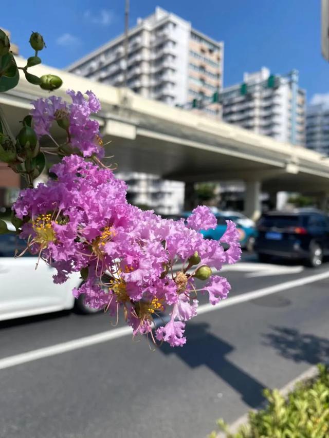 浪漫满溢！上海体育馆竟然藏着这一抹粉紫色的温柔