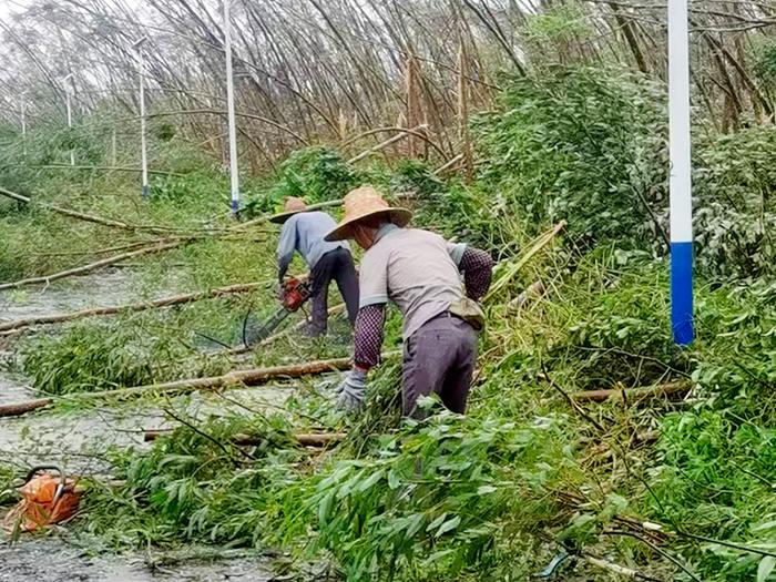 众志成城！中林雷林公司全力开展台风灾后复产工作