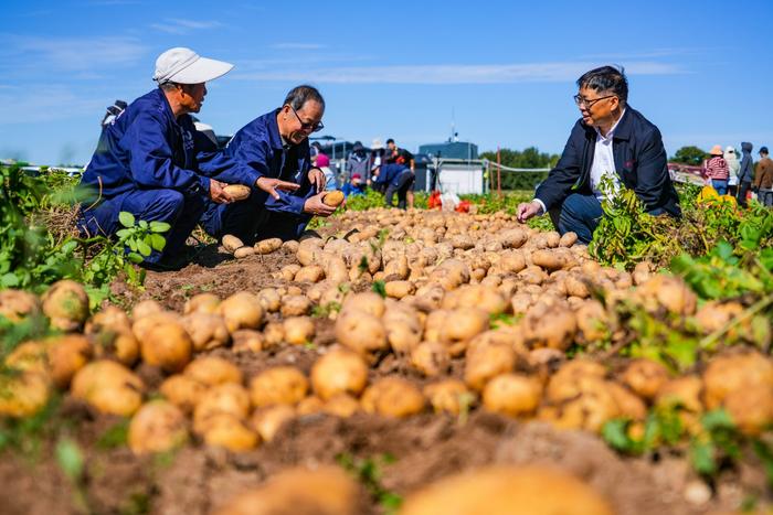 9月10日,国家马铃薯工程技术中心专家在商都县马铃薯新品种实验田里交流种薯种植经验。(贾鹏 摄)