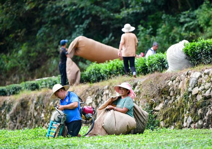 湖北英山：秋茶采收忙