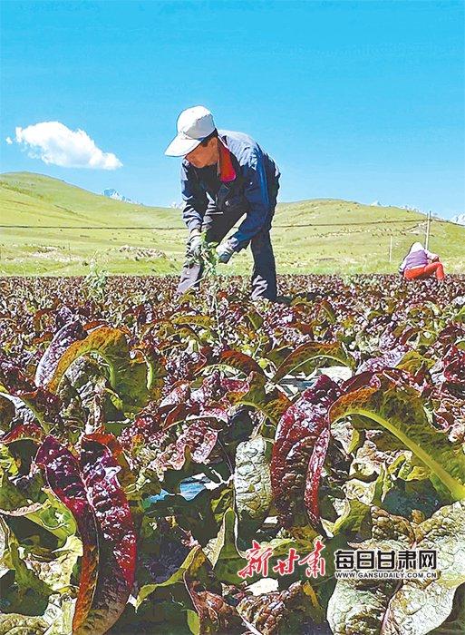 天祝：高原夏菜铺就群众致富路