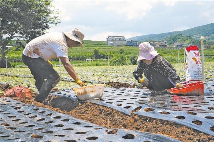 云南陆良：特色种植点“绿”成“金”