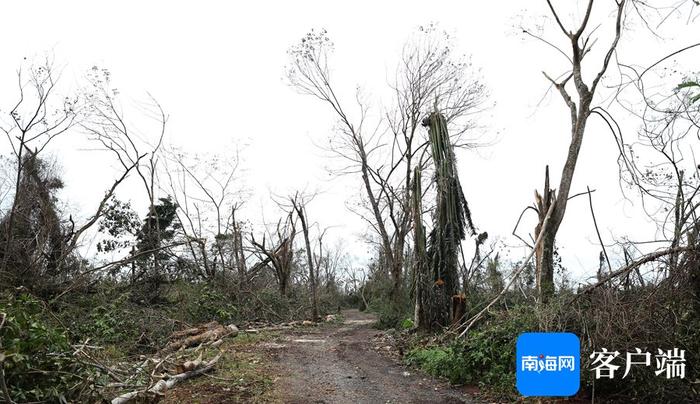 台风肆虐后的海南热带野生动植物园怎样了？何时恢复开园？