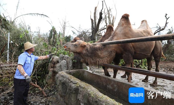 台风肆虐后的海南热带野生动植物园怎样了？何时恢复开园？