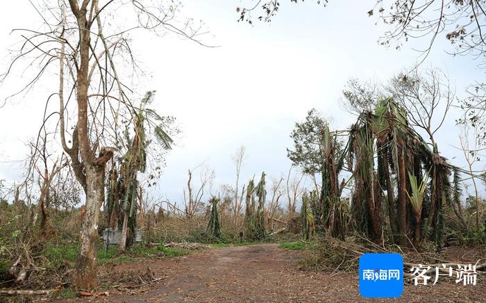 台风肆虐后的海南热带野生动植物园怎样了？何时恢复开园？