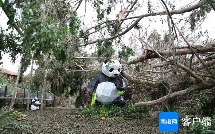 台风肆虐后的海南热带野生动植物园怎样了？何时恢复开园？