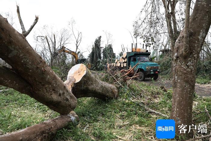 台风肆虐后的海南热带野生动植物园怎样了？何时恢复开园？