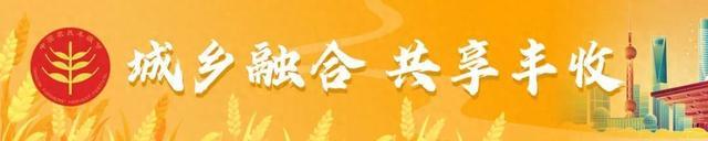 海派乡村新图景丨中国农民丰收节特别报道：梦花源，隐藏在黄浦江边的神秘花园