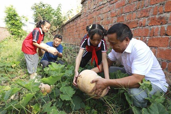 竹山县麻家渡镇营盘河小学：劳动第一课 师生收南瓜