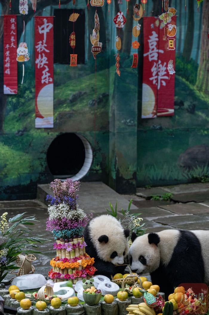 C视频｜大熊猫吃“月饼”过中秋！熊猫中心在雅安举办第三场大熊猫生日季活动