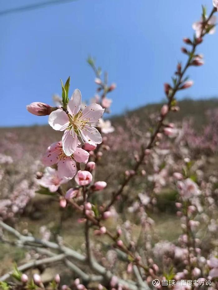 泄露天机邵雍的这4首诗中年后再读后悔领悟得太迟