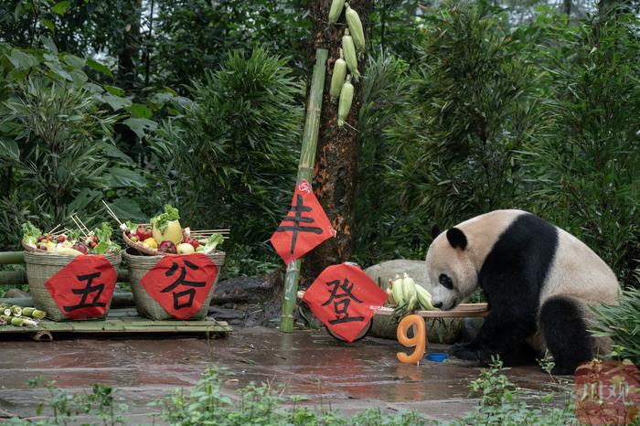 C视频｜大熊猫吃“月饼”过中秋！熊猫中心在雅安举办第三场大熊猫生日季活动