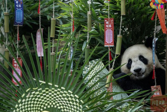 C视频｜大熊猫吃“月饼”过中秋！熊猫中心在雅安举办第三场大熊猫生日季活动