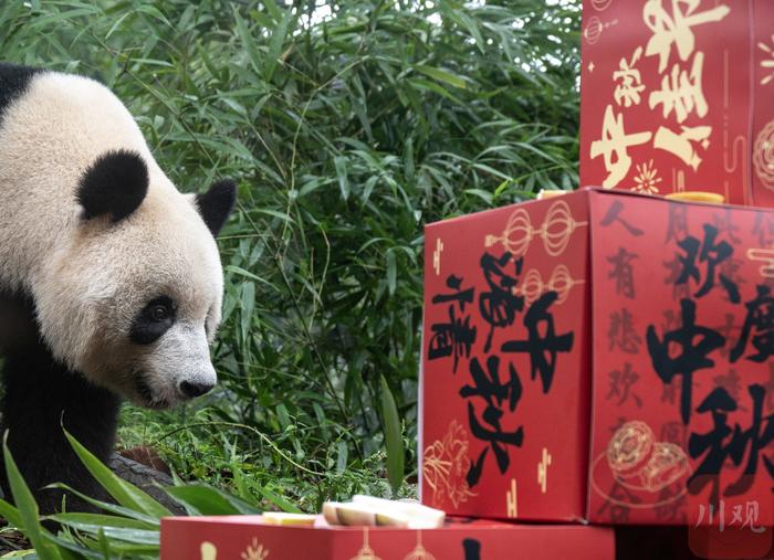 C视频｜大熊猫吃“月饼”过中秋！熊猫中心在雅安举办第三场大熊猫生日季活动