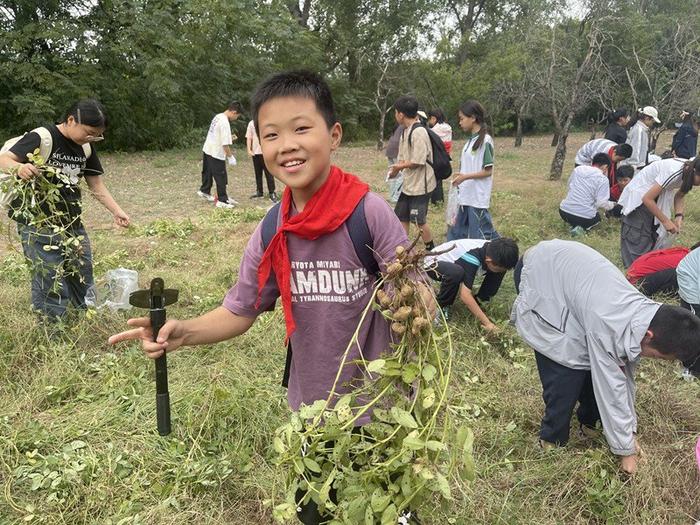 秋日丰收季，好事会“花”生——郑州市管城回族区外国语小学收花生主题劳动实践活动