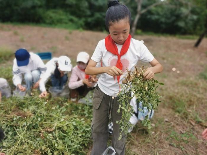 秋日丰收季，好事会“花”生——郑州市管城回族区外国语小学收花生主题劳动实践活动