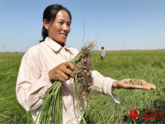 新疆图木舒克:黄沙里种出"金豆豆"