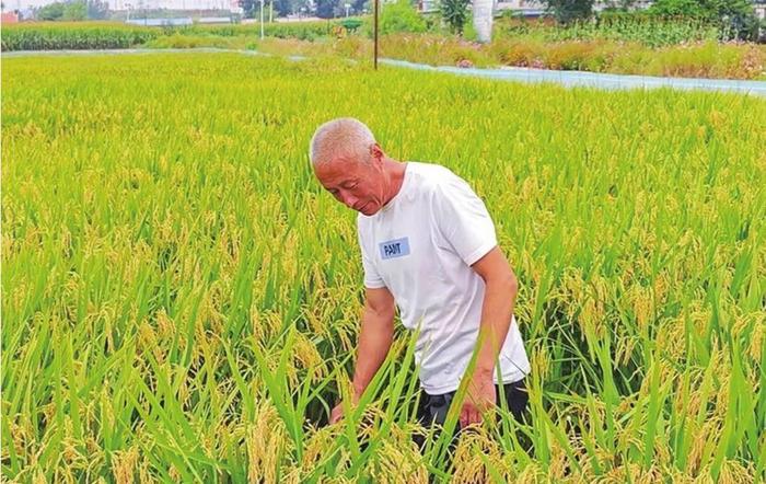 建平万寿街道东村稻田蟹长势喜人