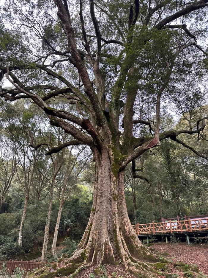 快来打卡，最大树龄1300多年！肇庆藏着这些“宝藏”古树→