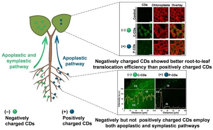 打造农业领域新质生产力：科学家揭晓纳米颗粒的作物转运途径，助力设计农用带电纳米材料