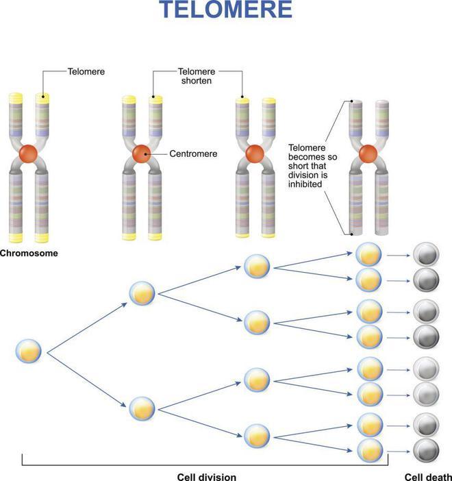 生命尽头的端粒密码：寿命的极限会在哪？