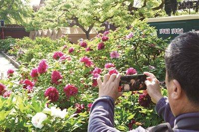 让绝色牡丹在景山实现“四季花开”