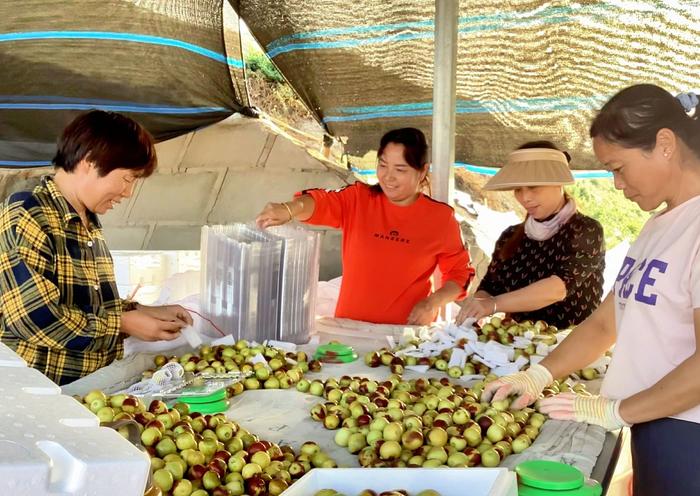 繁荣兵团·新时代新征程｜又是一年冬枣甜