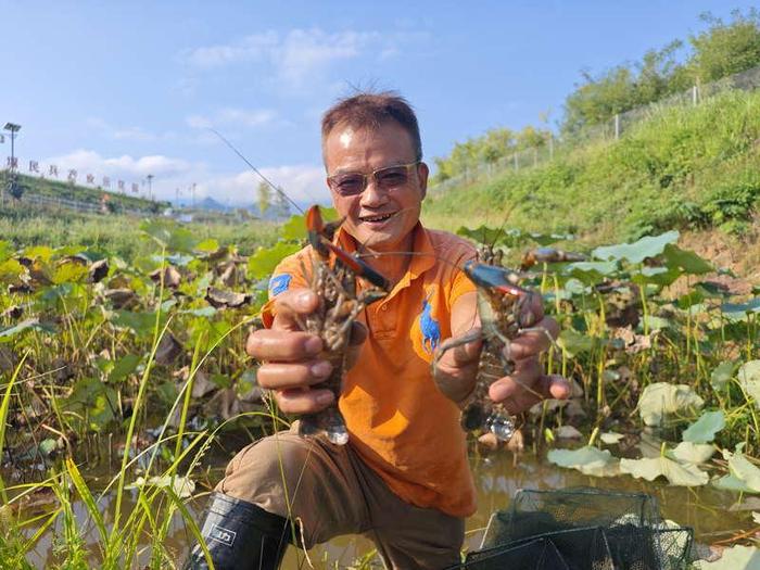 安康汉阴：澳洲“移民”淡水龙虾抢“鲜”上市