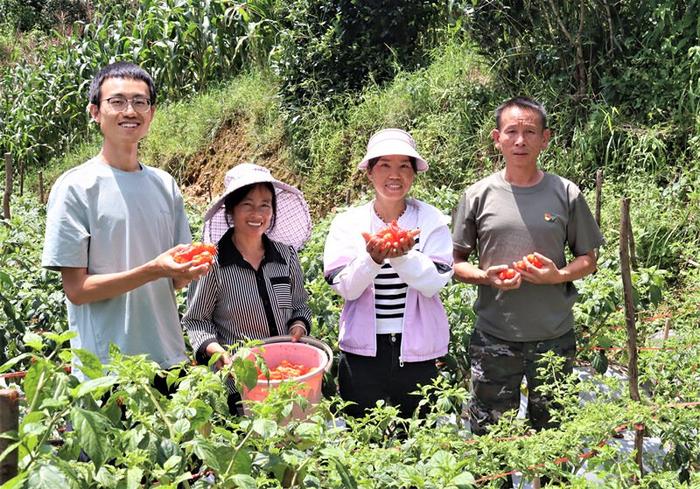 普洱镇沅：工业辣椒喜丰收