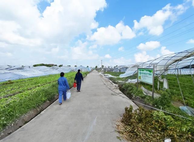 台风过境后，蔬菜基地全力以“复”，守护市民的“菜篮子”