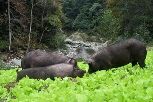 铁骑力士：以川藏黑猪为引领，开启肉类市场高质价比新时代