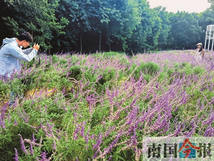 带给你一片紫色浪漫！柳州雀儿山公园新品花卉美出圈