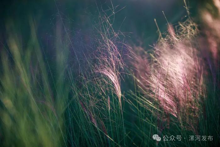 好浪漫！漯河这片“粉色海”