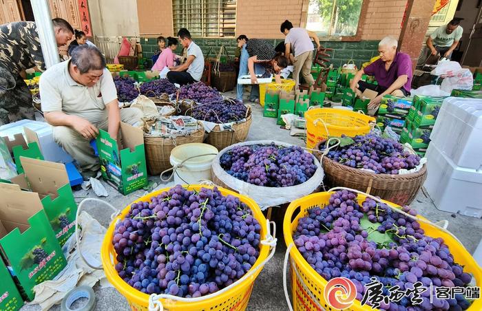 高铁动车直达！因为葡萄，广西这座城市又上热搜！